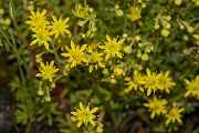 David Plant Photography - Wildlife Photography - Yellow saxifrage - A