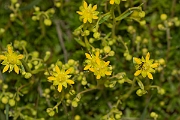 David Plant Photography - Wildlife Photography - Yellow saxifrage - B