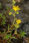 David Plant Photography - Wildlife Photography - Yellow saxifrage - C