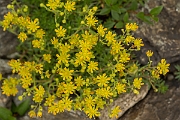 David Plant Photography - Wildlife Photography - Yellow saxifrage - D