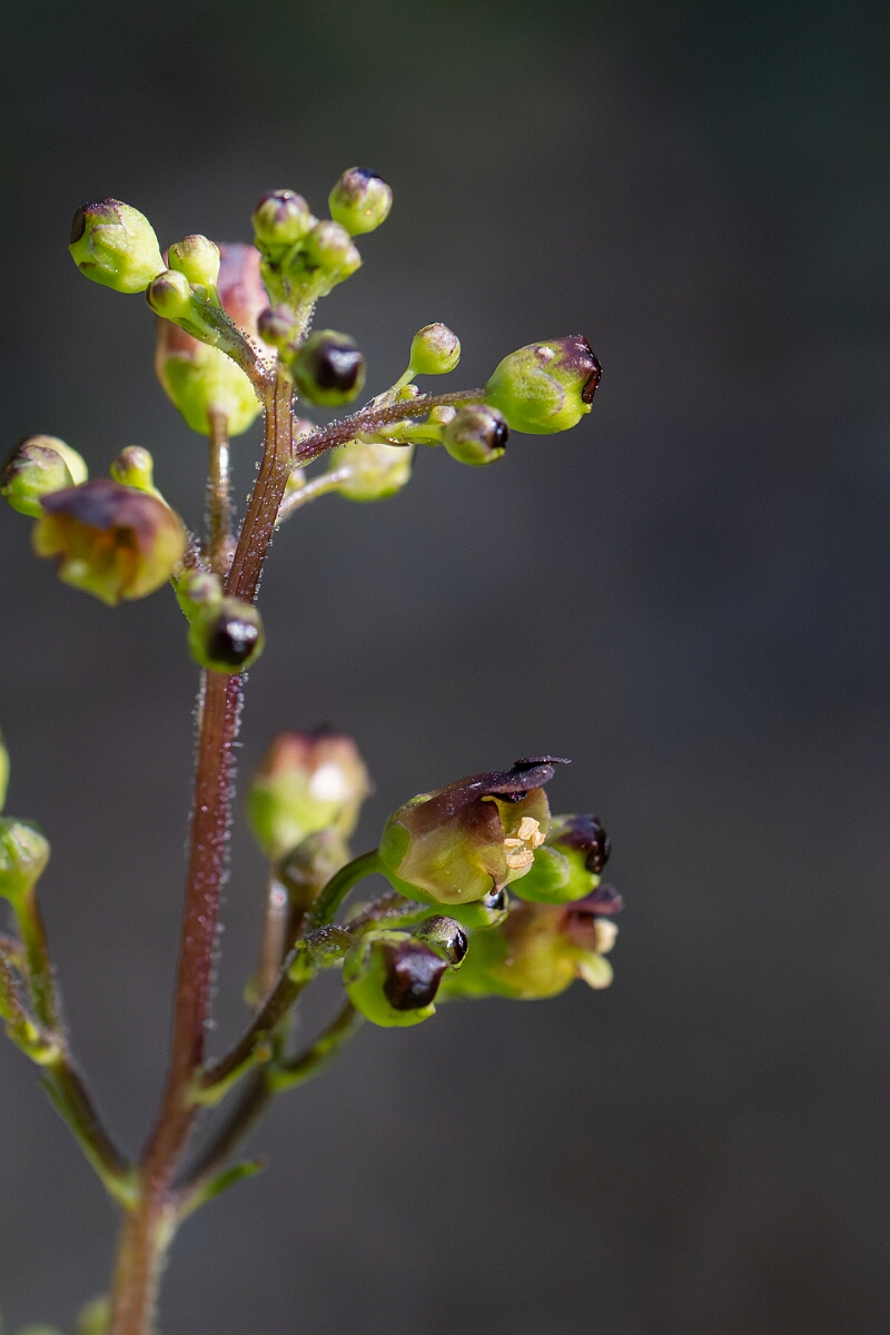 David Plant Photography - Wildlife Photography - Common figwort - D.jpg - Common figwort, Scrophularia nodosa - Hampshire
