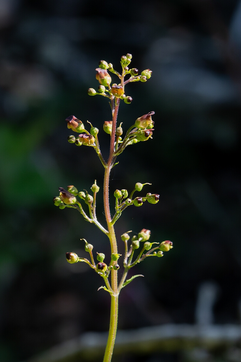 David Plant Photography - Wildlife Photography - Common figwort - E.jpg - Common figwort, Scrophularia nodosa - Hampshire