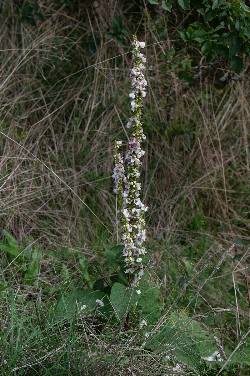 David Plant Photography - Wildlife Photography - Dark mullein - C.jpg - Dark mullein - Suffolk
