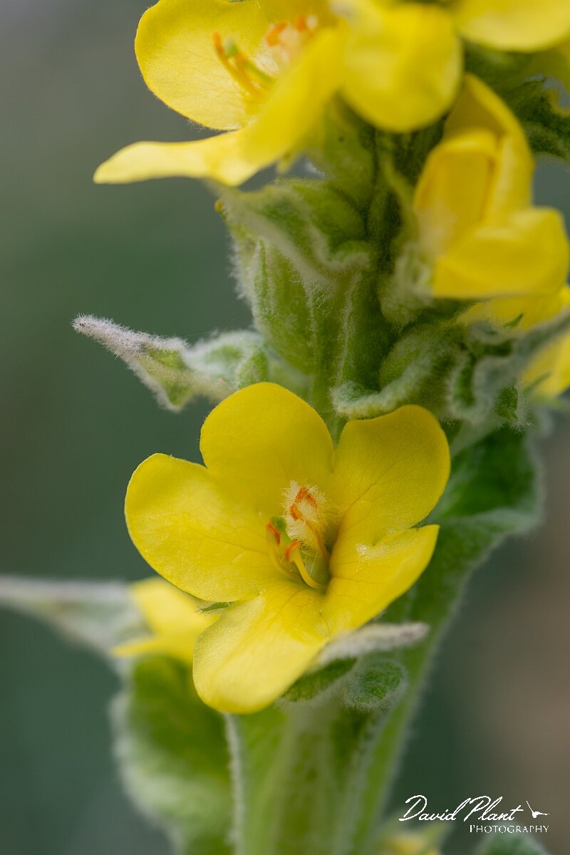 David Plant Photography - Wildlife Photography - Great mullein - E.jpg