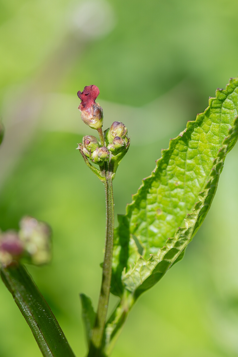 David Plant Photography - Wildlife Photography - Water figwort - E.jpg - Water figwort, Scrophularia auriculata, flower - North Somerset