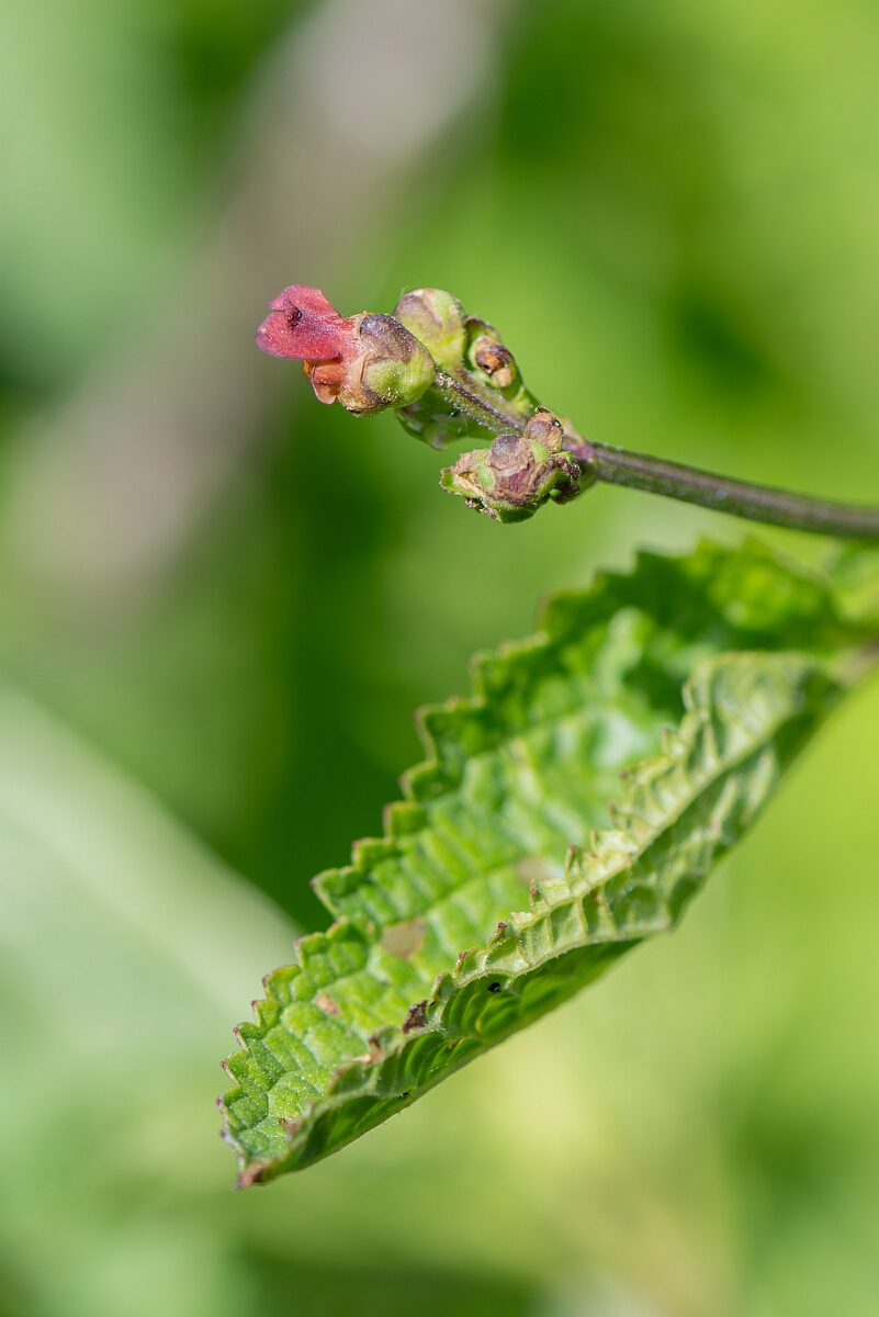 David Plant Photography - Wildlife Photography - Water figwort - F.jpg - Water figwort, Scrophularia auriculata, flower - North Somerset