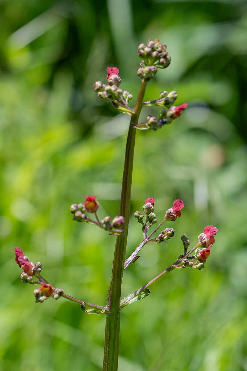 David Plant Photography - Wildlife Photography - Water figwort - G.jpg - Water figwort, Scrophularia auriculata, flower head - North Somerset