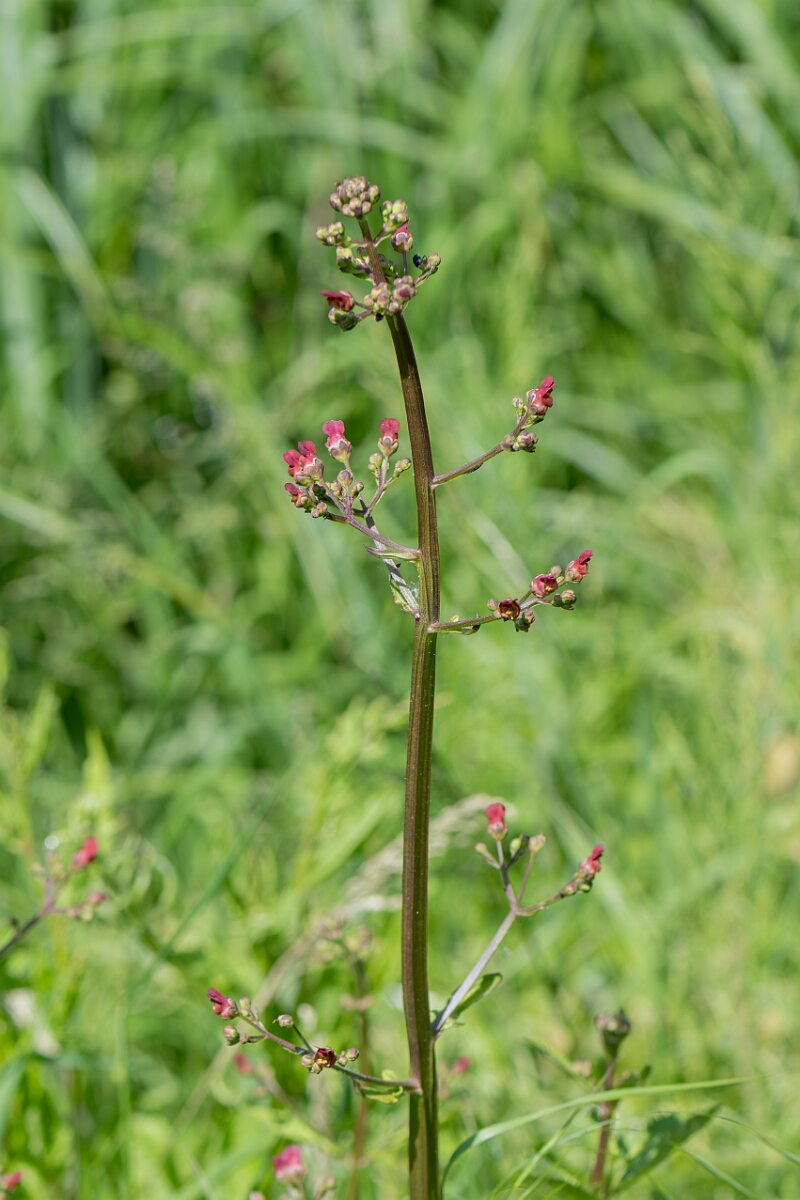 David Plant Photography - Wildlife Photography - Water figwort - H.jpg - Water figwort, Scrophularia auriculata, flower head - North Somerset