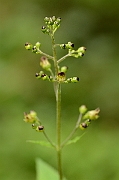 David Plant Photography - Wildlife Photography - Common figwort - A