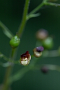 David Plant Photography - Wildlife Photography - Common figwort - C