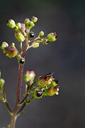 David Plant Photography - Wildlife Photography - Common figwort - D