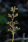 David Plant Photography - Wildlife Photography - Common figwort - E