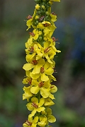 David Plant Photography - Wildlife Photography - Dark mullein - E