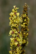 David Plant Photography - Wildlife Photography - Dark mullein - G