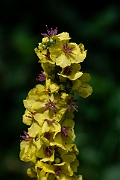 David Plant Photography - Wildlife Photography - Dark mullein - J