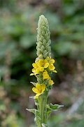 David Plant Photography - Wildlife Photography - Great mullein - D