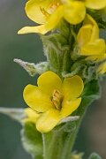 David Plant Photography - Wildlife Photography - Great mullein - E