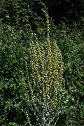 David Plant Photography - Wildlife Photography - Hoary mullein - D