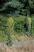 David Plant Photography - Wildlife Photography - Hoary mullein - E