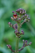 David Plant Photography - Wildlife Photography - Water figwort - C