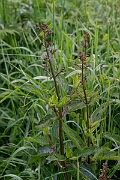 David Plant Photography - Wildlife Photography - Water figwort - D