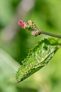 David Plant Photography - Wildlife Photography - Water figwort - F