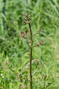 David Plant Photography - Wildlife Photography - Water figwort - H