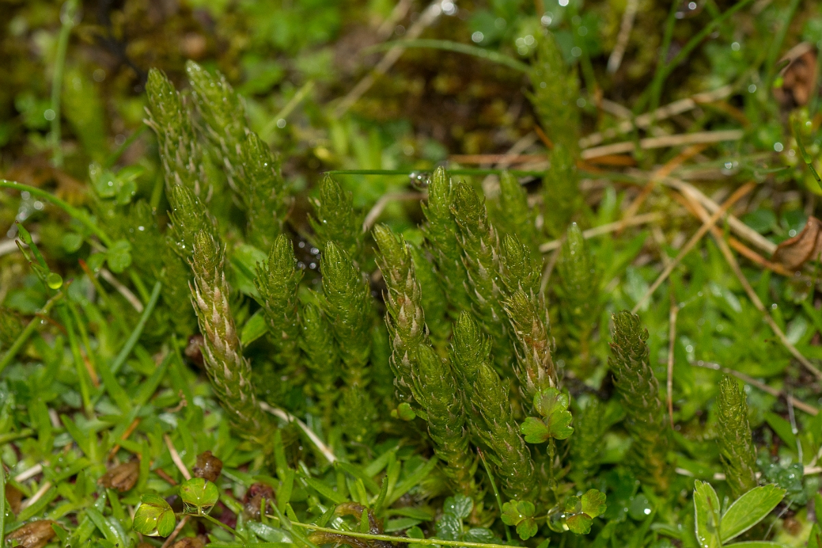 David Plant Photography - Wildlife Photography - Lesser clubmoss - A.jpg - Lesser clubmoss - Perthshire
