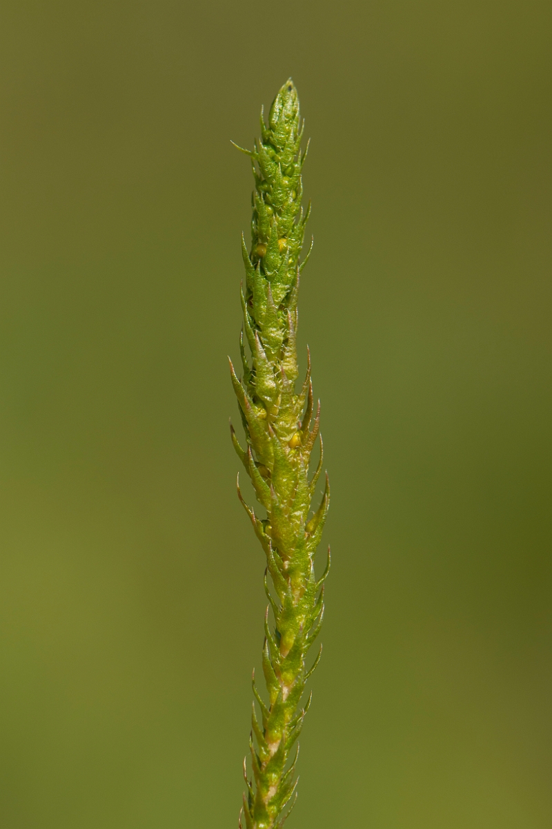 David Plant Photography - Wildlife Photography - Lesser clubmoss - F.JPG - Lesser clubmoss - Perthshire