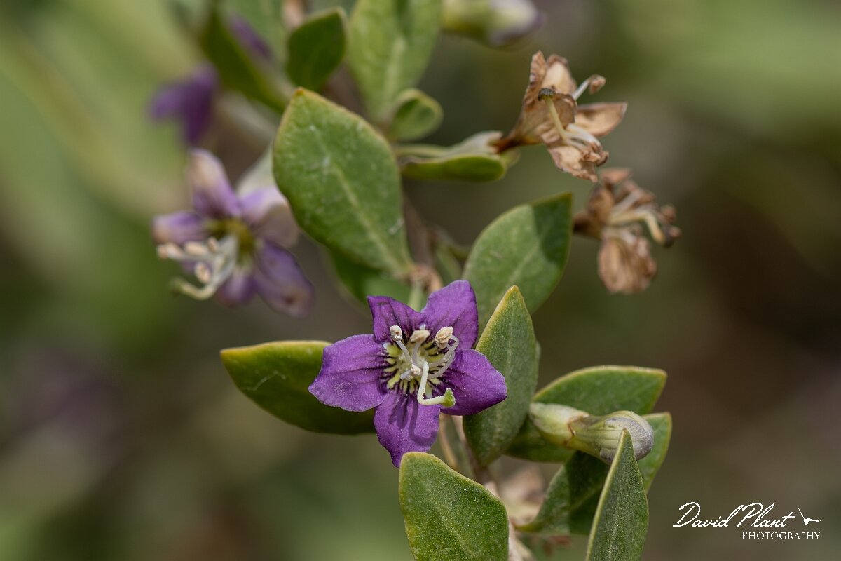 David Plant Photography - Wildlife Photography - Duke of Argyll's teaplant - B.jpg - Duke of Argyll's teaplant, Lycium barbarum - Somerset