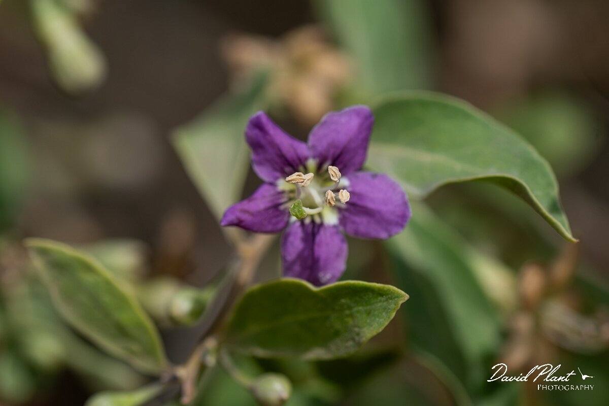 David Plant Photography - Wildlife Photography - Duke of Argyll's teaplant - C.jpg - Duke of Argyll's teaplant, Lycium barbarum - Somerset