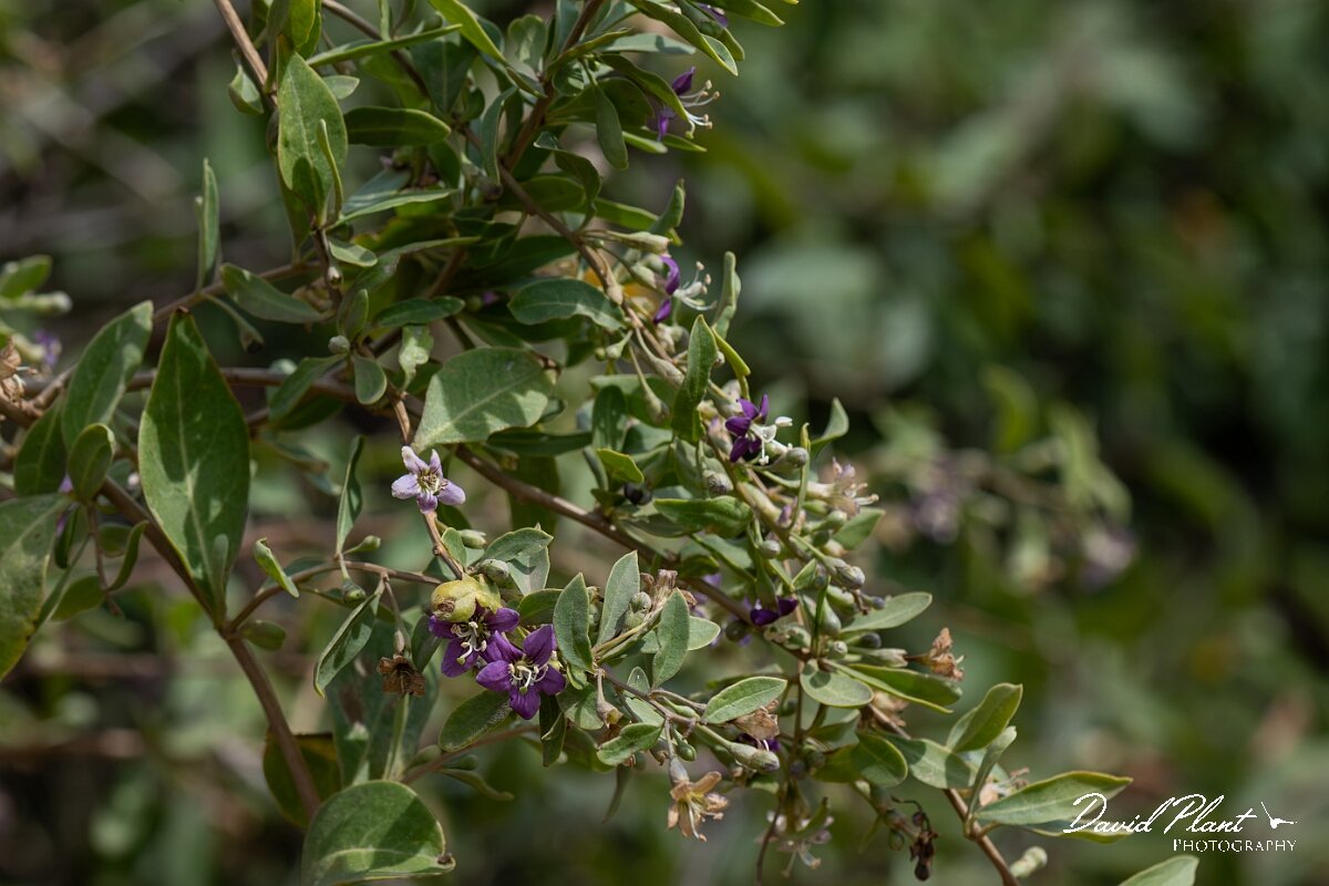 David Plant Photography - Wildlife Photography - Duke of Argyll's teaplant - D.jpg - Duke of Argyll's teaplant, Lycium barbarum - Somerset