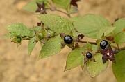 David Plant Photography - Wildlife Photographer - Deadly nightshade - C
