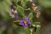 David Plant Photography - Wildlife Photography - Duke of Argyll's teaplant - B
