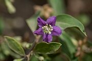 David Plant Photography - Wildlife Photography - Duke of Argyll's teaplant - C