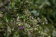 David Plant Photography - Wildlife Photography - Duke of Argyll's teaplant - D