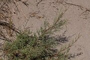 David Plant Photography - Wildlife Photography - Tamarisk - B