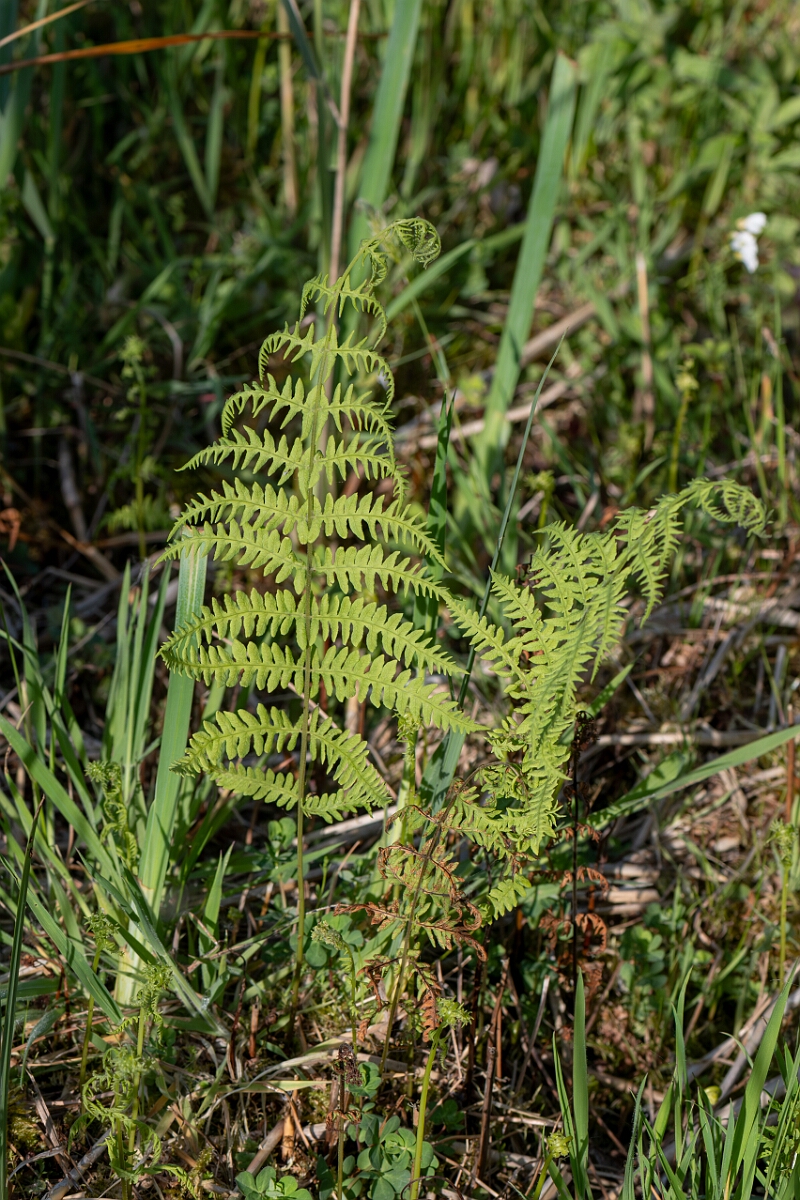 David Plant Photography - Wildlife Photography - Marsh fern - K.jpg - Marsh fern, Thelypteris palustris, frond - Norfolk