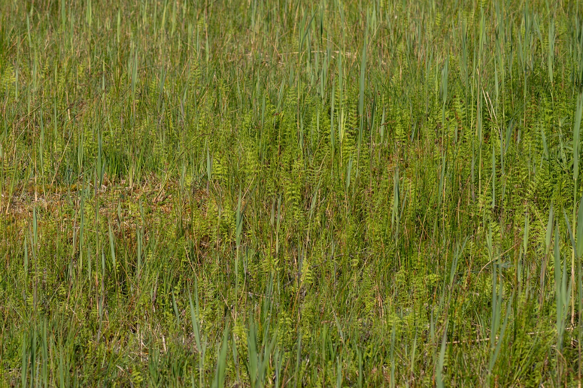 David Plant Photography - Wildlife Photography - Marsh fern - L.jpg - Marsh fern, Thelypteris palustris, fronds - Norfolk