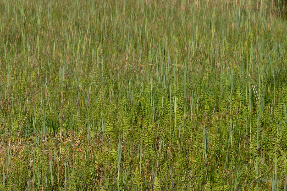 David Plant Photography - Wildlife Photography - Marsh fern - M.jpg - Marsh fern, Thelypteris palustris, fronds - Norfolk
