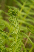 David Plant Photography - Wildlife Photography - Lemon-scented fern - A