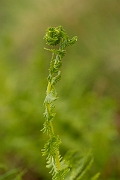 David Plant Photography - Wildlife Photography - Lemon-scented fern - B