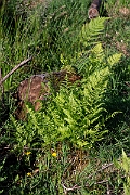 David Plant Photography - Wildlife Photography - Marsh fern - D