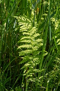 David Plant Photography - Wildlife Photography - Marsh fern - G