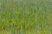 David Plant Photography - Wildlife Photography - Marsh fern - H