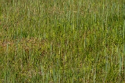 David Plant Photography - Wildlife Photography - Marsh fern - L
