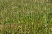 David Plant Photography - Wildlife Photography - Marsh fern - M