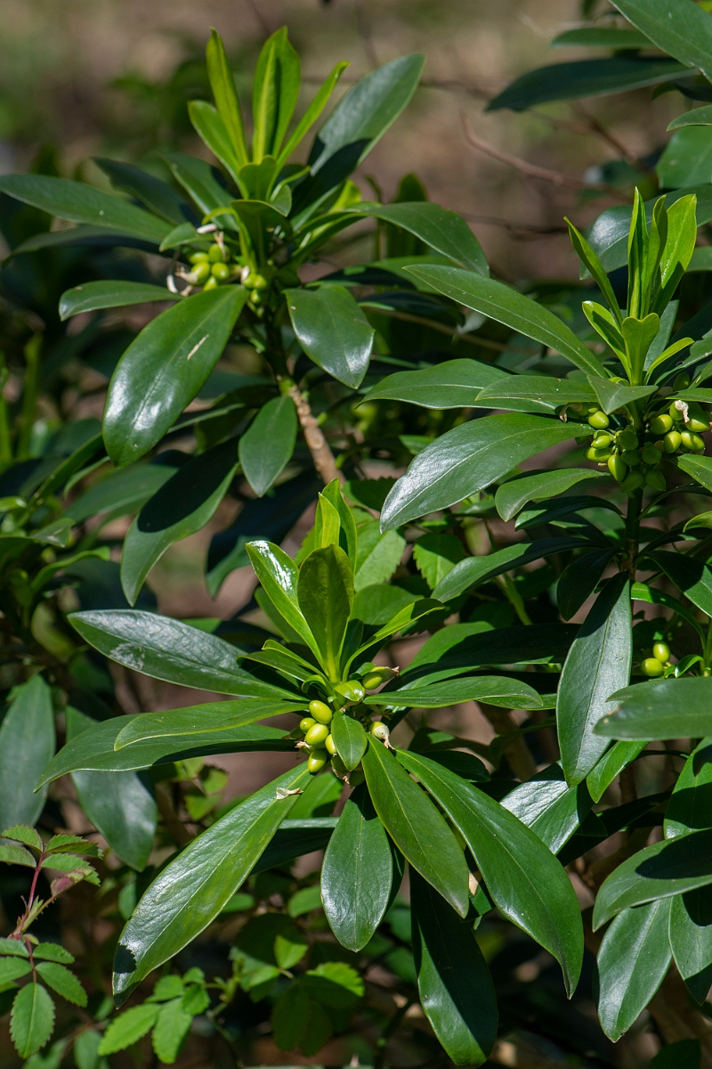 David Plant Photography - Wildlife Photography - Spurge-laurel - I.JPG - Spurge-laurel - Cambridgeshire