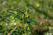 David Plant Photography - Wildlife Photography - Spurge-laurel - G