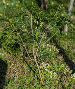 David Plant Photography - Wildlife Photography - Spurge-laurel - H